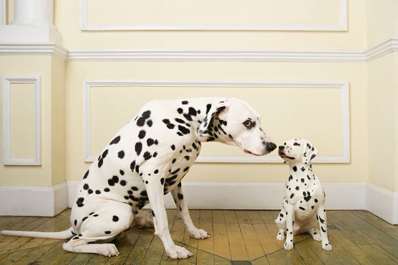 Dalmatian