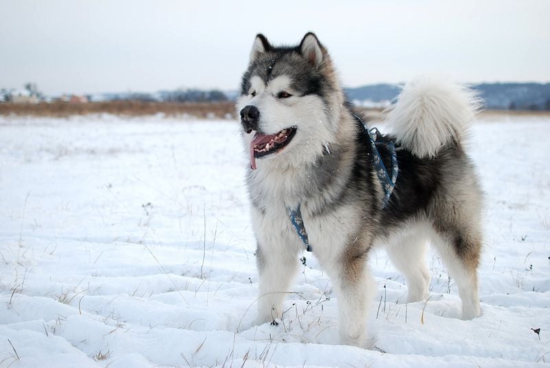 Alaskan Malamute: The Primitive Pack Hunter