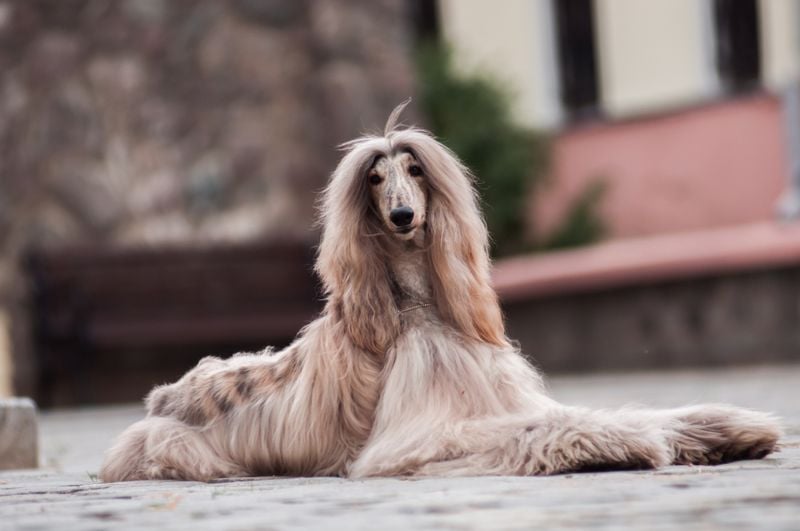 Afghan Hound: The Dignified Beauty with Better Things to Do