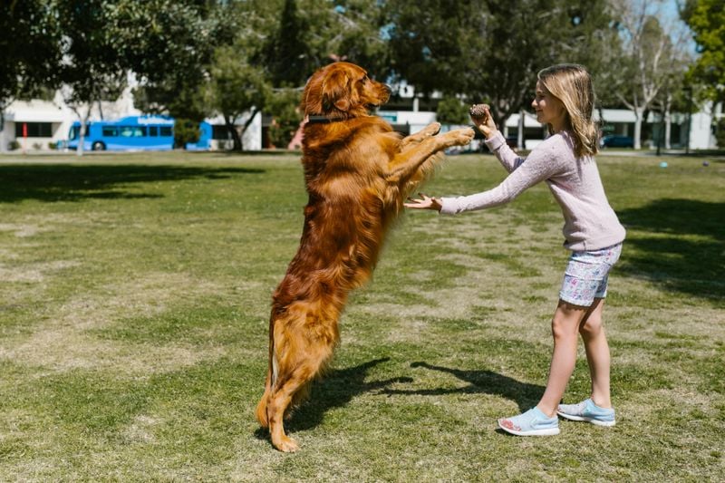 Golden Retrievers Are Always Gentle