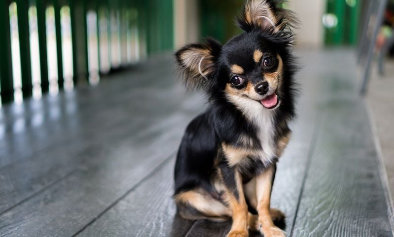 Chihuahua
