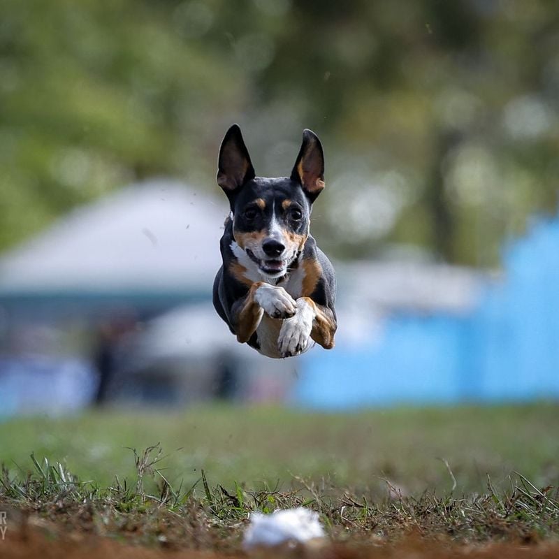 Rat Terrier