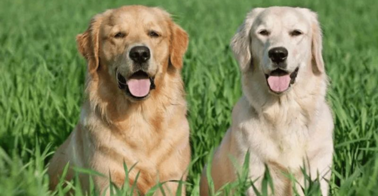 Golden Retriever vs. Labrador Retriever: 10 Key Differences