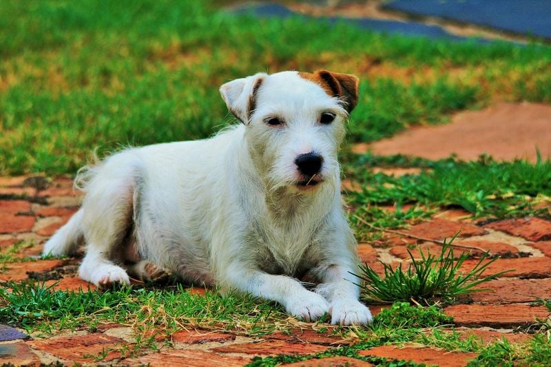 Jack Russell Terriers