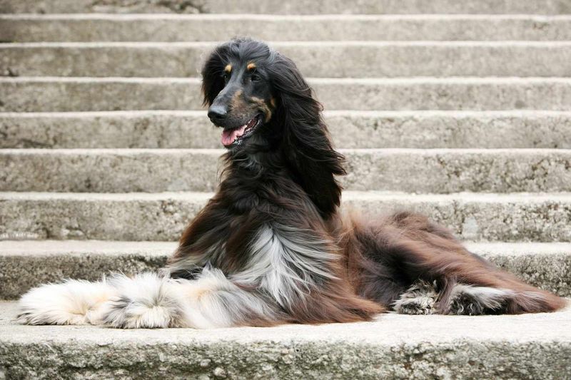 Afghan Hound: Elegant But High-Maintenance