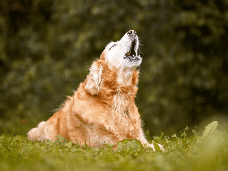 Excessive Barking