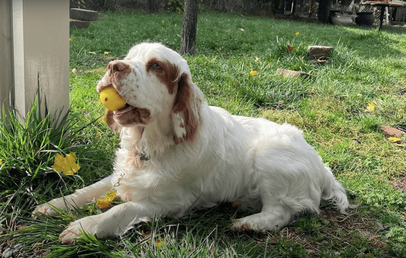 Clumber Spaniel