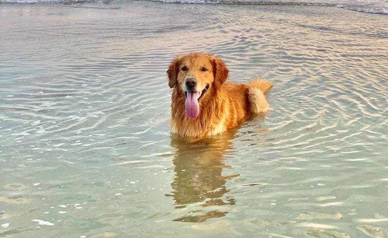 Golden Retrievers