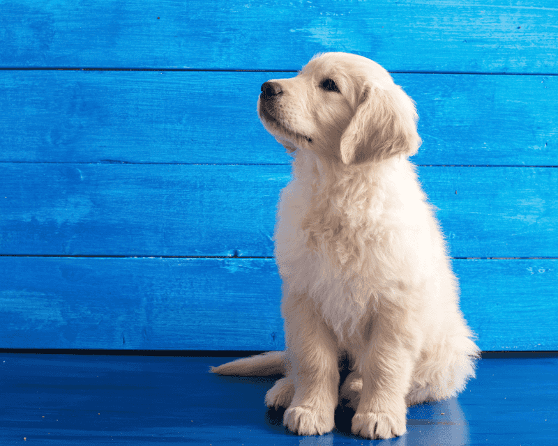 Golden Retriever: The Sunshine Breed