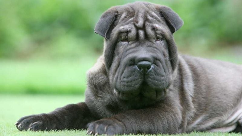 Shar Pei: The Wrinkled Warrior