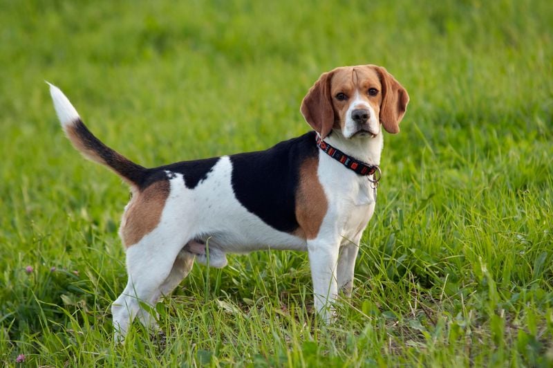 Beagles: Nose-Driven and Vocal