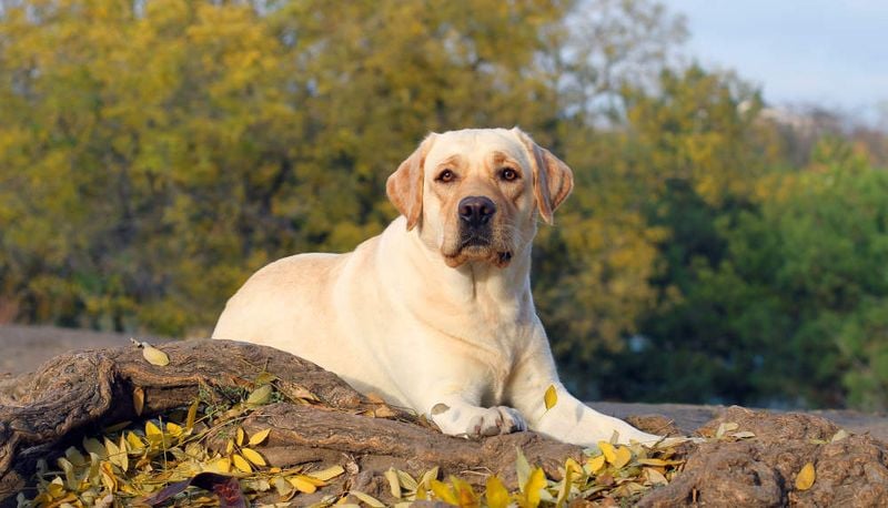 Labrador Retriever: Your Waterproof Shadow