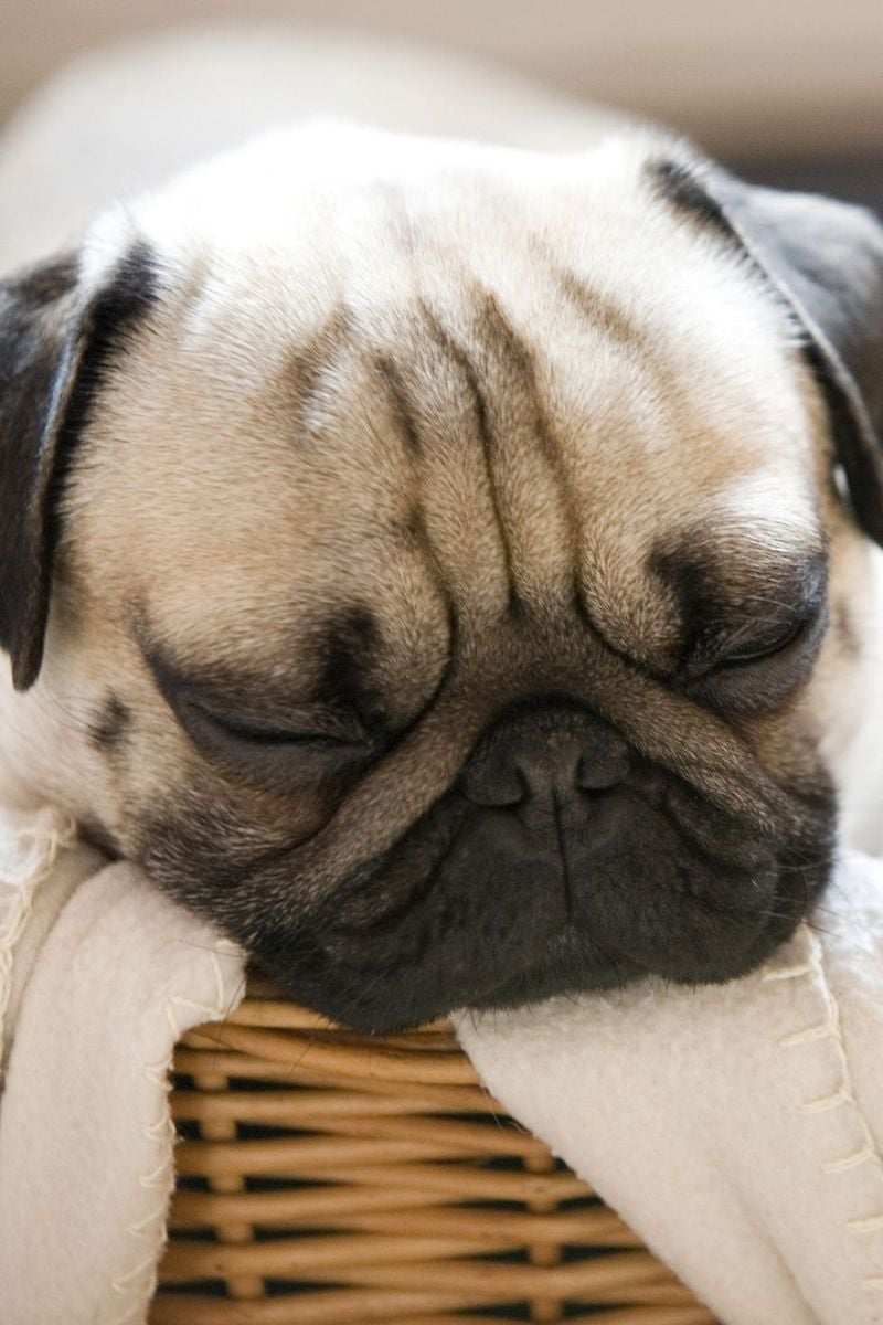 Pug: The Professional Snuggler