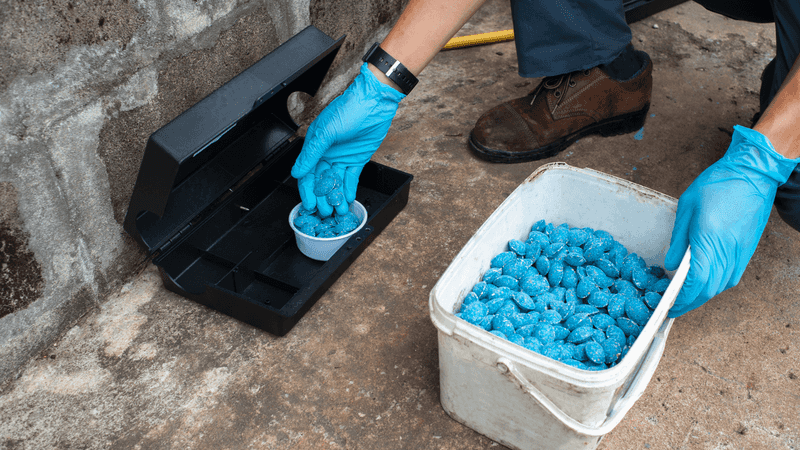 Silent Killers: Rodenticides and Insecticides