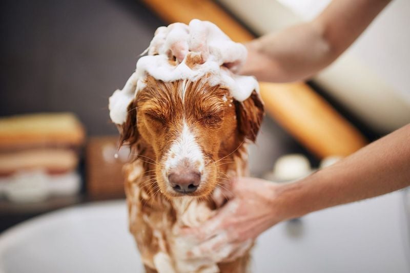 Bathe Your Dog Regularly (But Not Too Often)