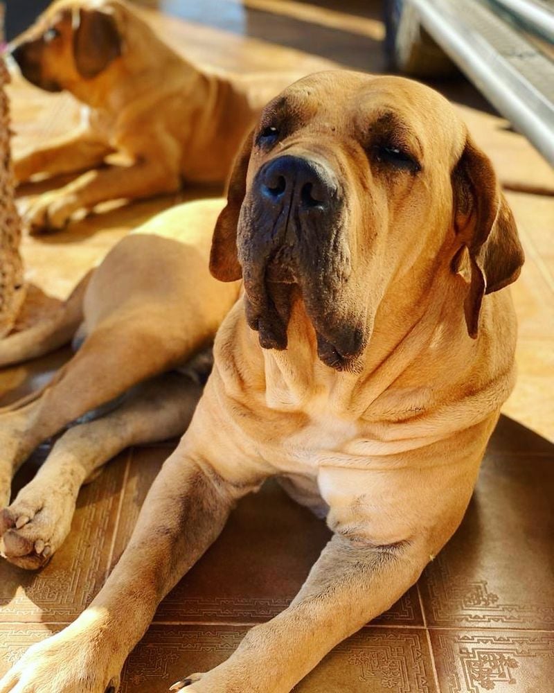 Fila Brasileiro