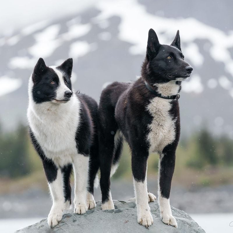 Karelian Bear Dog (Finland)