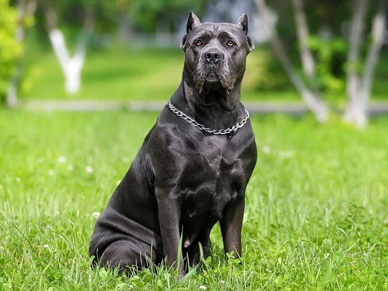 Cane Corso: The Roman Warrior Dog