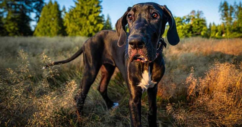 Great Dane: Apartment-Unfriendly Apollo of Dogs