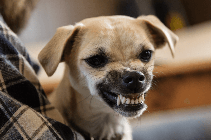 Snapping or Growling When Approached