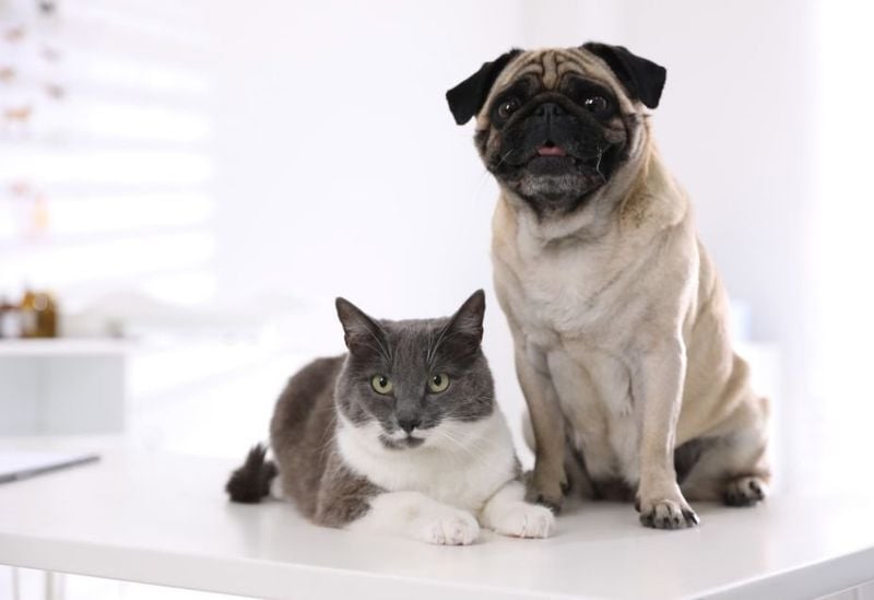 Pugs