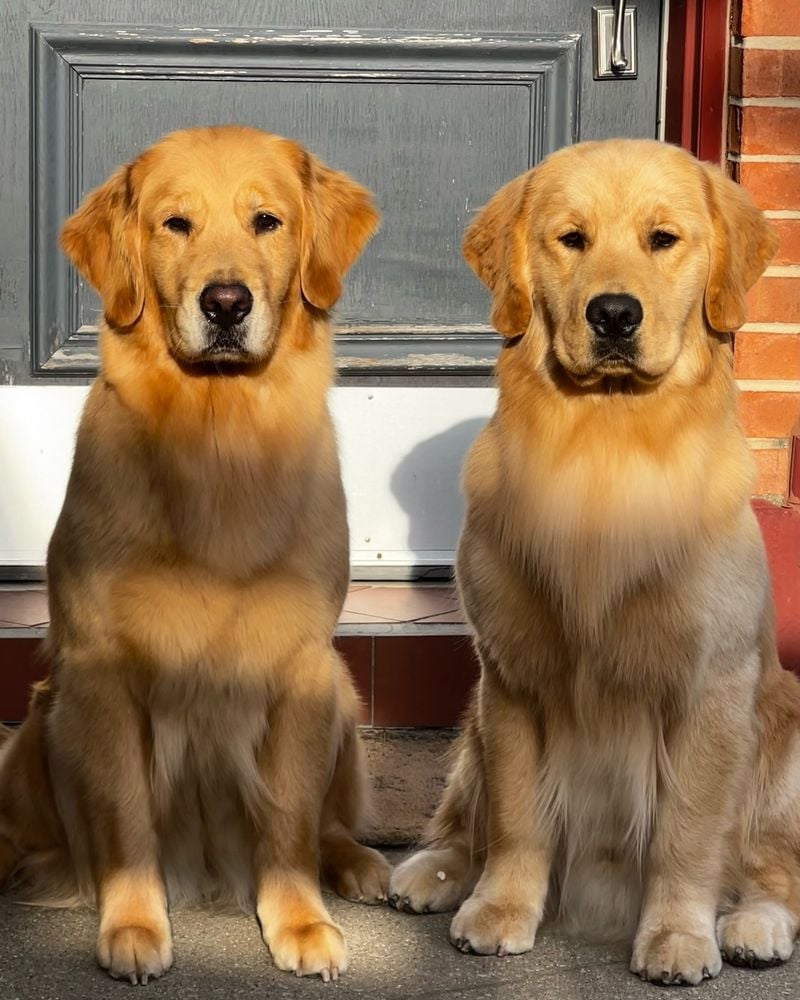 Golden Retrievers: Friendship Experts