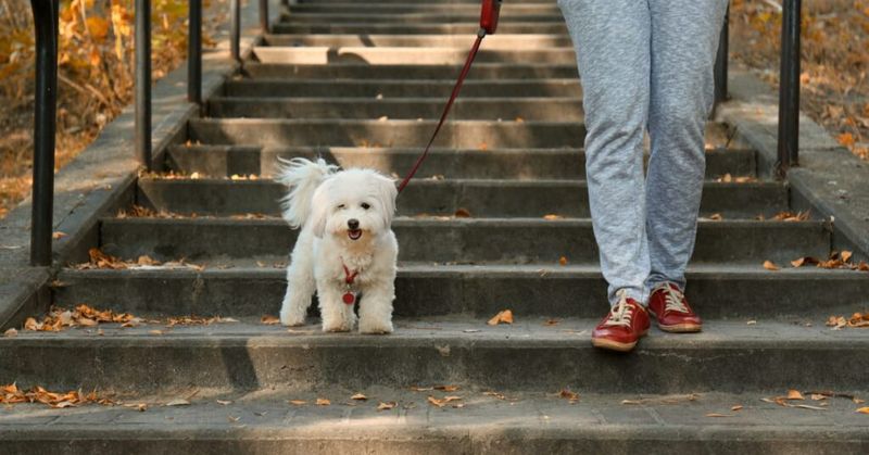 Rushing Walks Without Sniffing Time