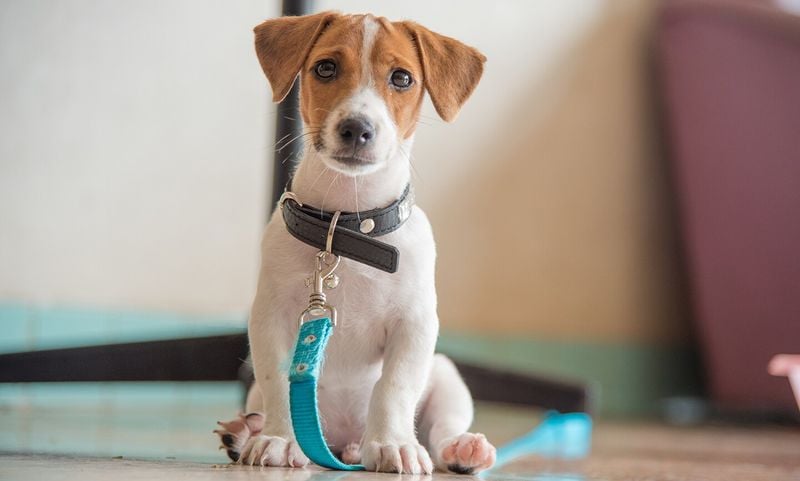 Jack Russell Terriers
