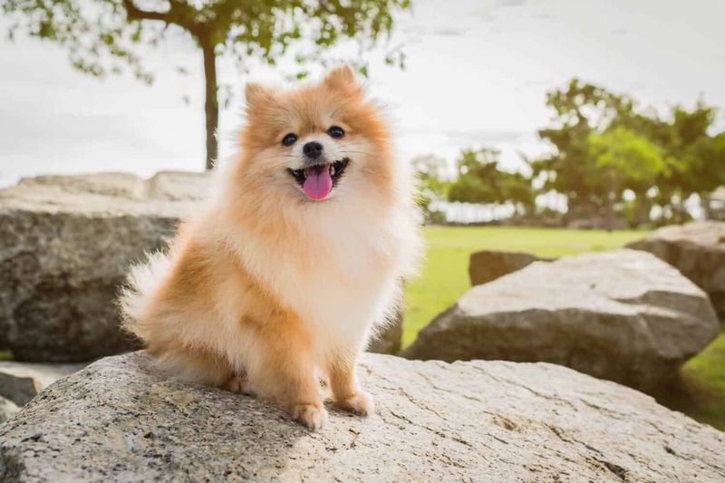 Pomeranian: The Fluffy Dictator