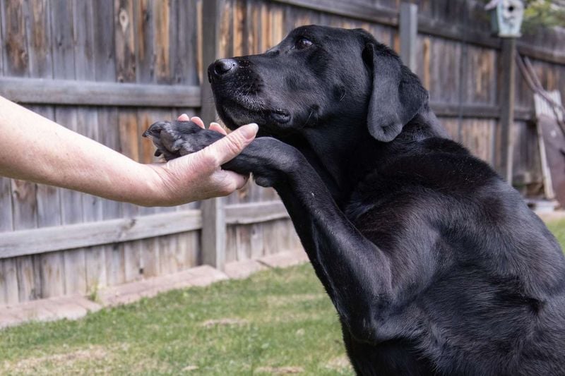 Old Dogs Can’t Learn New Tricks
