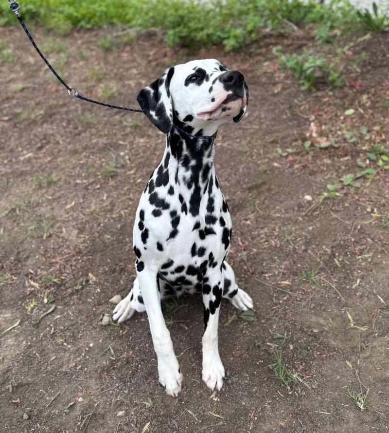 Dalmatian
