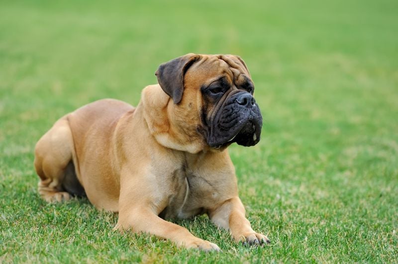 Bullmastiff: The Guardian With a Velvet Heart