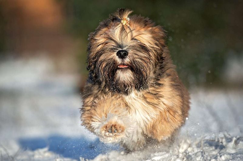 Lhasa Apso