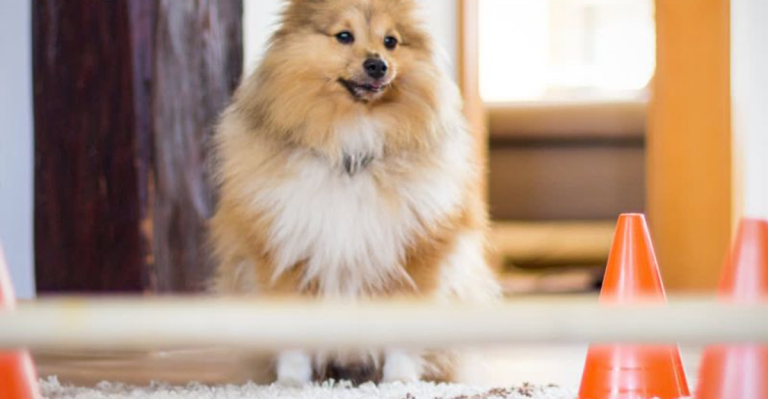 Here Are 7 Enrichment Tips I Followed to Keep My Dog Entertained In the House