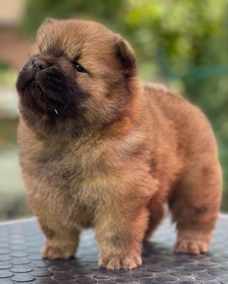 Chow Chow: The Dignified Challenger