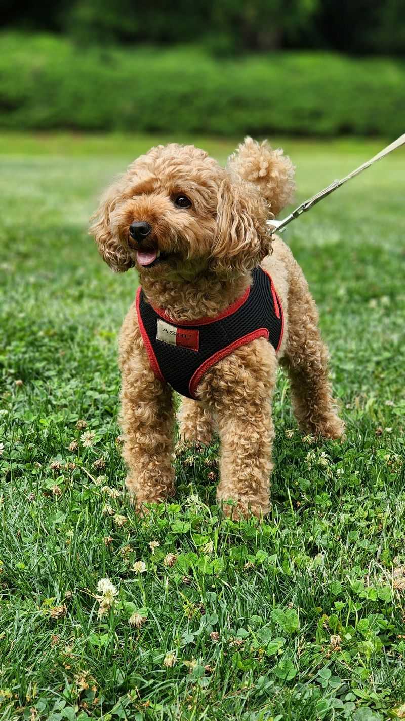 Toy Poodle