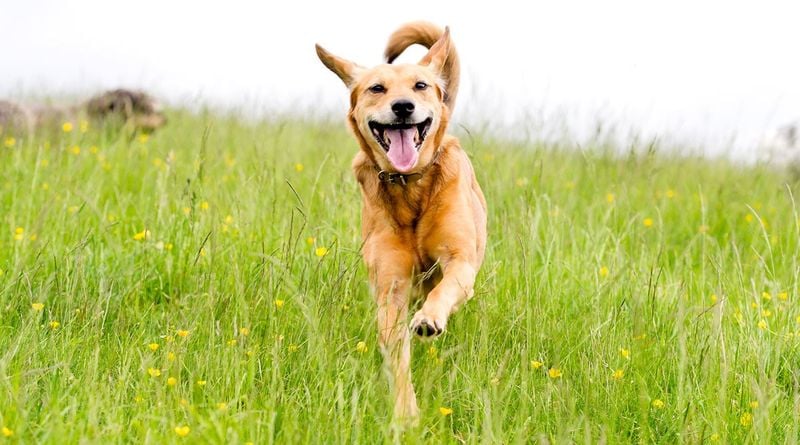 My Tail Wagged Just for You