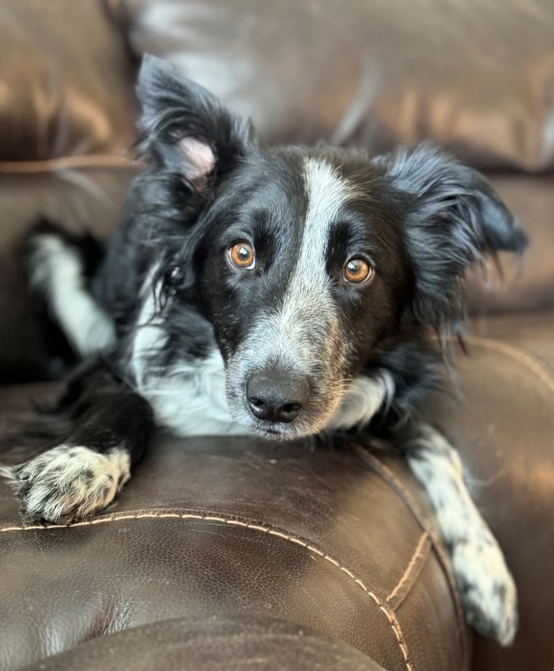 Border Collie: The Strategic Guilt-Tripper