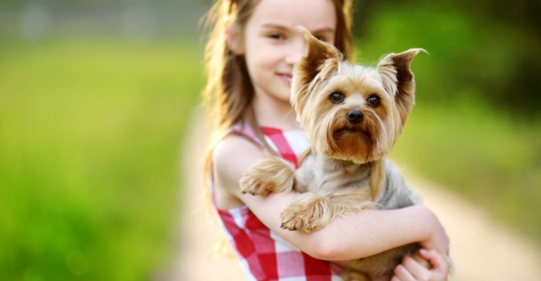 How to Keep Your Yorkshire Terrier Happy, Healthy, and Spoiled