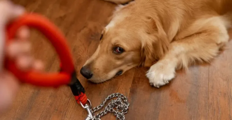 How to Spot a Bad Dog Owner in 12 Clear Ways