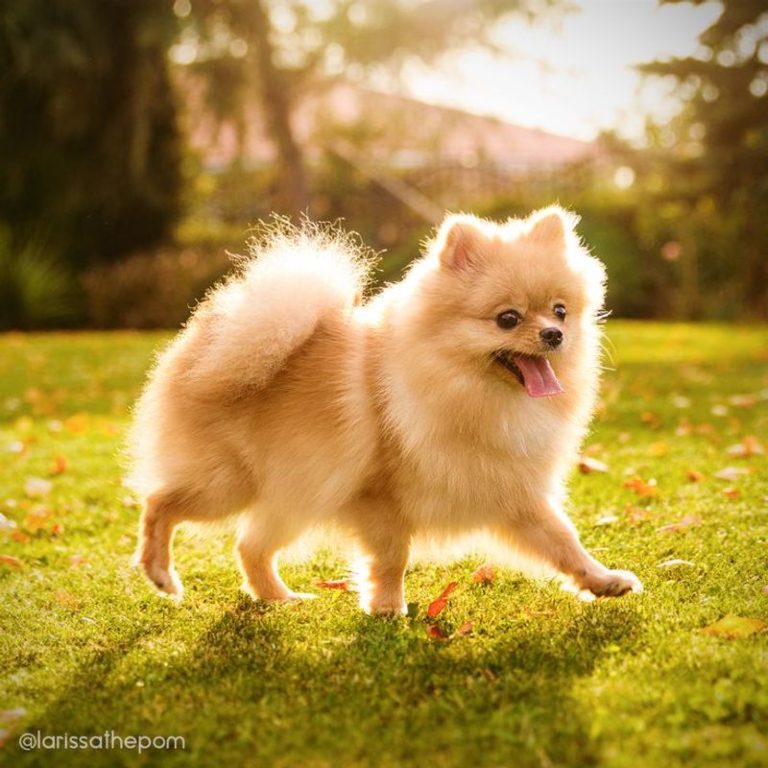 Teacup Dogs: 15 Charming Miniature Breeds You Need To Know