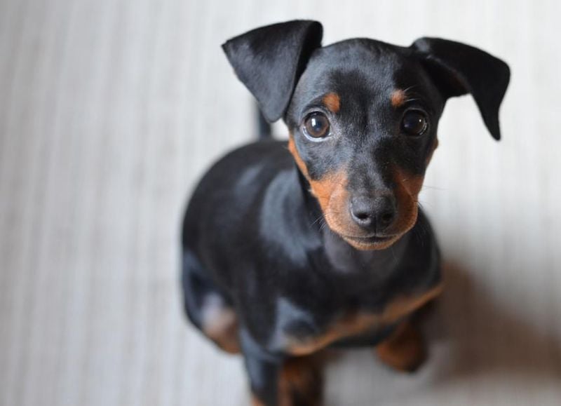 Miniature Pinscher