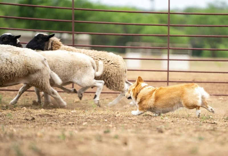 Corgis Are Cute and Comedic, That’s It