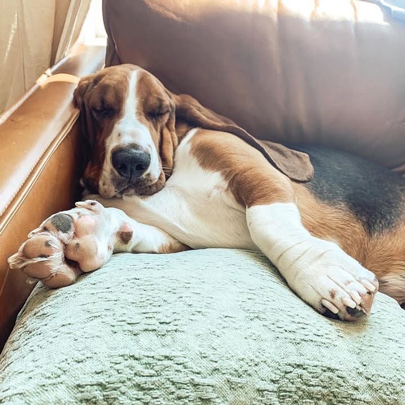 Basset Hound