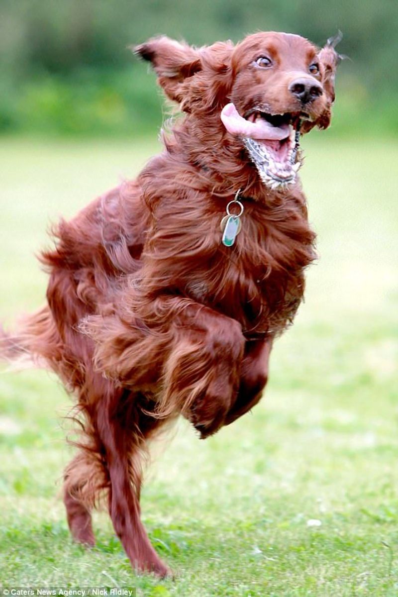 Irish Setter