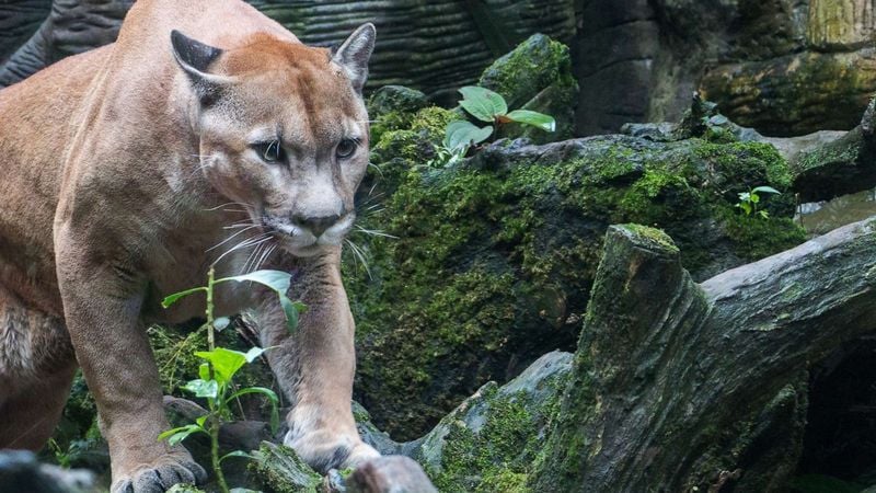 Mountain Lions (Cougars)