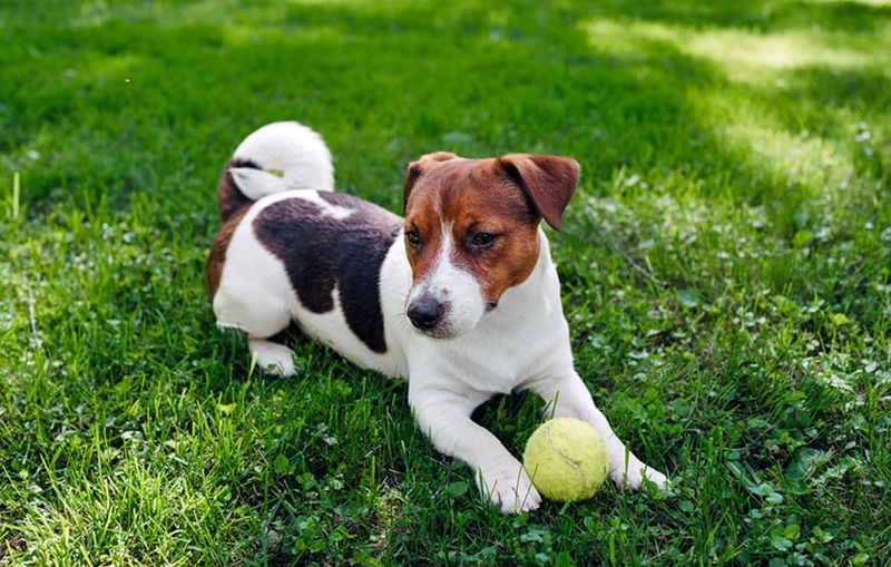 Jack Russell Terrier: Small Dog with Giant Prey Drive