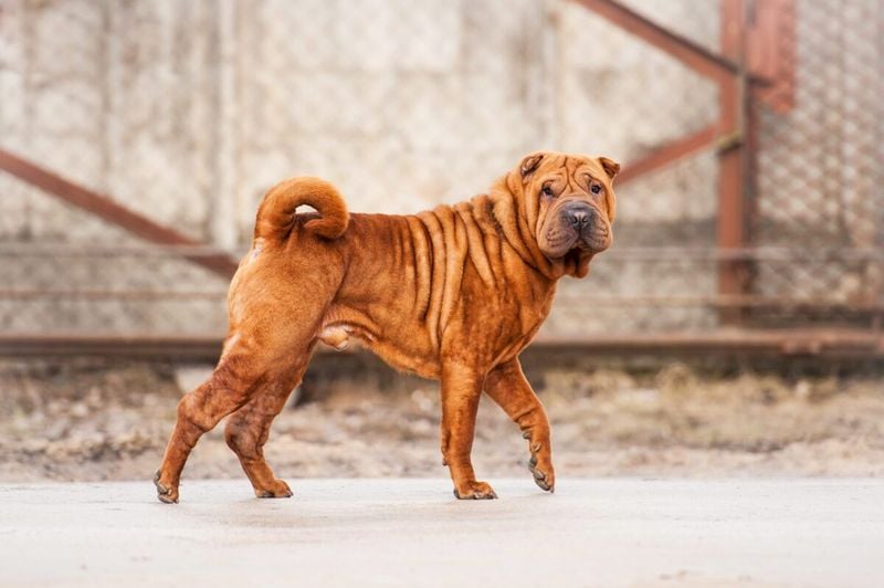 Shar Pei