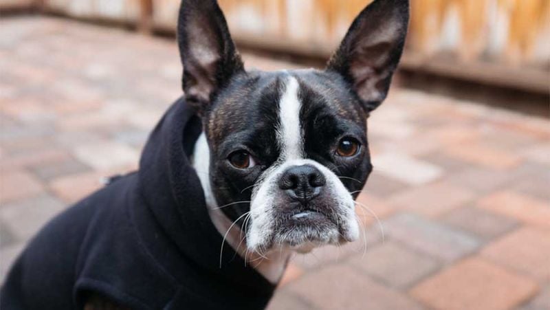 Boston Terrier