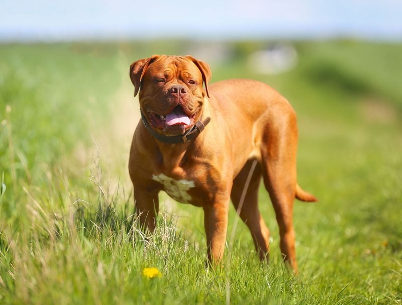 French Mastiff: The Red-Hued Powerhouse